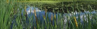 wetland with cattails