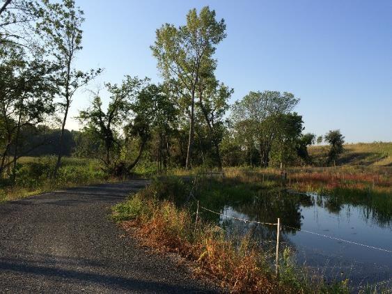 Photograph of the Pfizer Trail. A path is seen leading into the distance, circling around a small water retention pond.