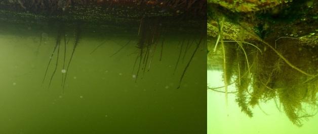 Photograph of the underside of the island four months later.  This shows a considerable increase of roots mass for the island plants.  