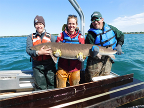 photo of a capture-release tagging study to determine current sturgeon populations  was conducted.