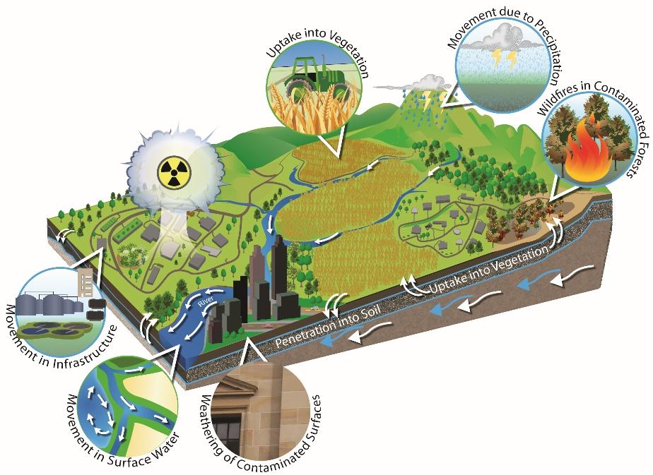 Movement of cesium through the environment