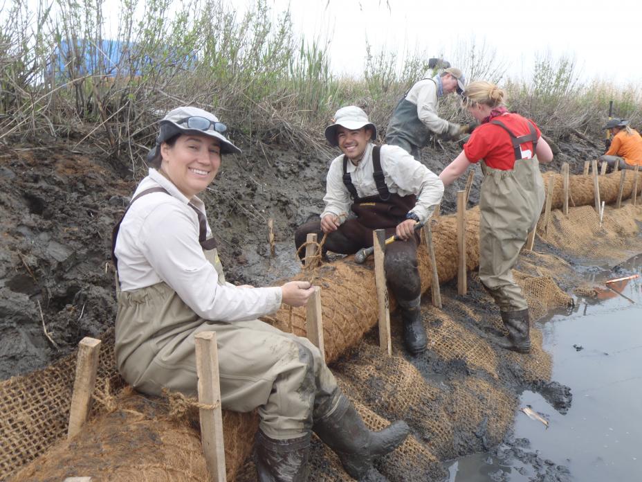 people wearing waders and rain boots smile at the camera as they fix burlap bags to the muddy banks of the estuary with wooden stakes.