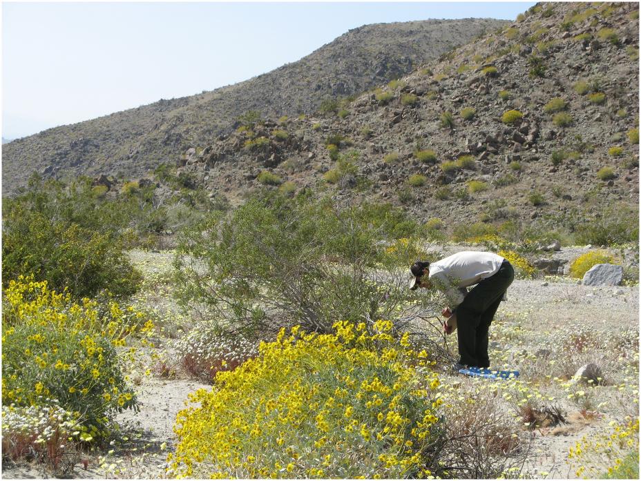 In Joshua Tree National Park, a desert area in southern California, nitrogen deposition has caused non-native grasses to increase so much that they can now carry fire across some parts of the landscape.