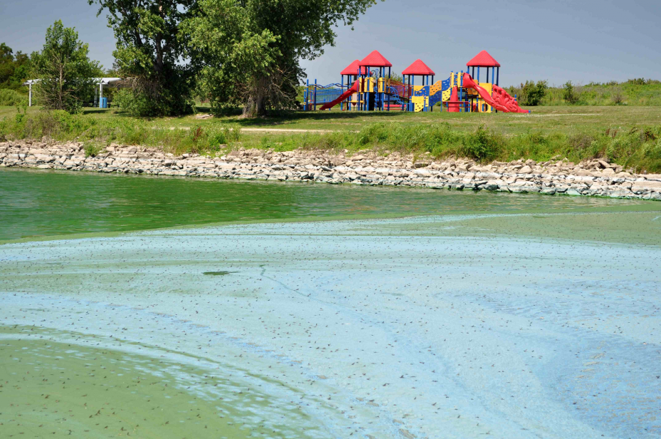 image of Bloom at Milford Lake HABs story