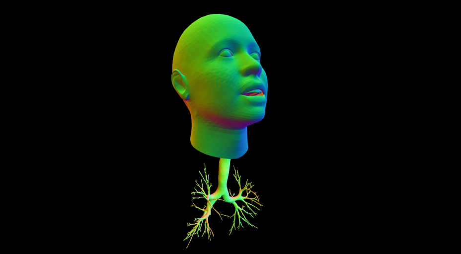 Generated Human Respiratory System Model, with upper and lower airways combined