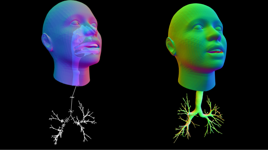 Model showing oral/nasal cavities (left) and branching airway paths to lobes (right)