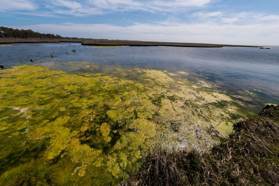 Coastal algal bloom 