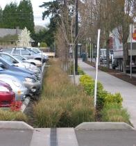 Photo of parking lot planted with grasses, shrubs and trees