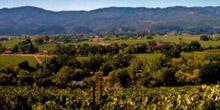 Napa California vineyards