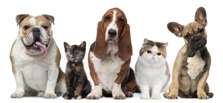 Photo of dogs and cats