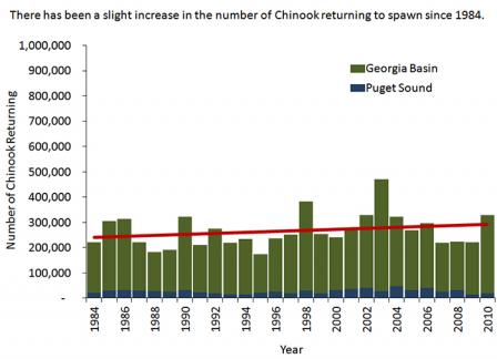 Chart showing slight increase in the number of Chinook salmon returning to spawn in the Salish Sea since 1984.