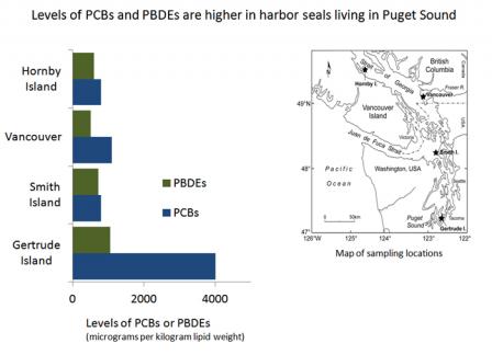 Chart showing levels of PCBs and PDBEs in harbor seals at four locations throughout the Salish Sea.