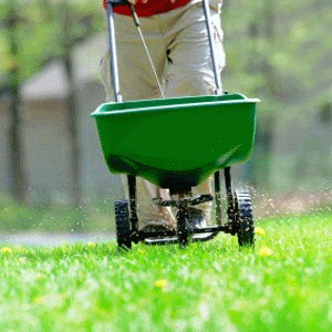 Photo of man pushing fertilizer spreader across his lawn