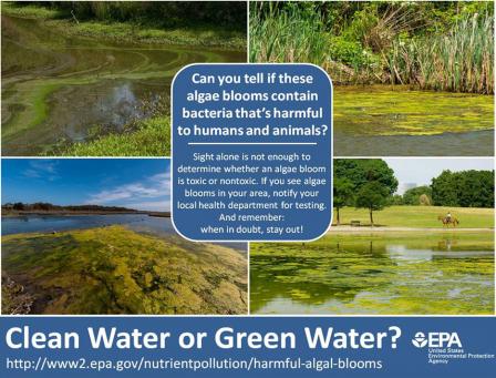Clean Water or Green Water postcard