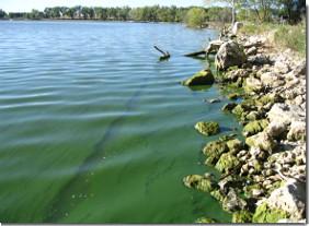 A green algal bloom along a rocky shoreline