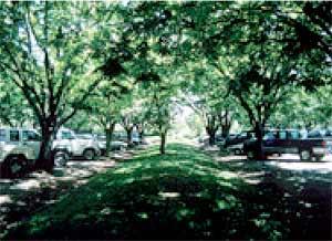 A picture showing trees in a parking lot