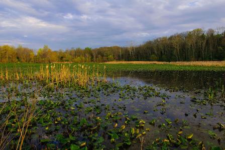 Chesapeake Bay 