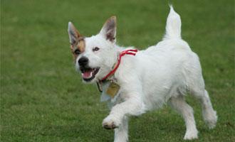 A picture of a dog frolicking on a lawn