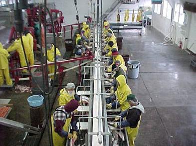 Salmon processing plant in Alaska