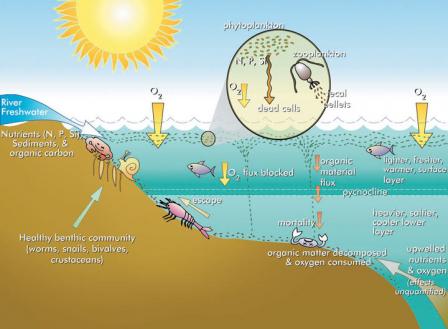 Eutrophication Diagram 