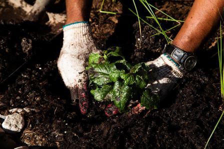 This image shows someone planting vegetation in a rain garden. Rain gardens are just one example of the best management practices used by the jurisdictions to help reduce pollution to the Chesapeake Bay.