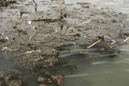 This image shows pollution in a section of the Susquehanna River, including algae and debris.