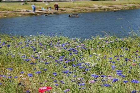 White Lake Causeway after restoration shows healthy wildlife and new recreational opportunities.