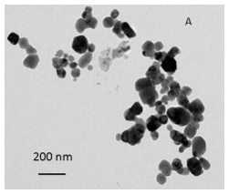 Copper nanoparticles inhibiting Legionella growth.