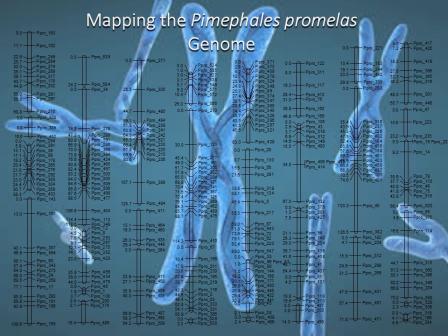 Illustration of chromosomes on top of a genomic information sheet