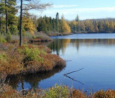 Lake surrounded by trees