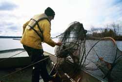 man netting fish