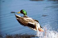 Photograph of a mallard, which illustrates wildlife and environmental areas for incident reporting.