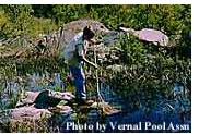 photo by vernal pool assn