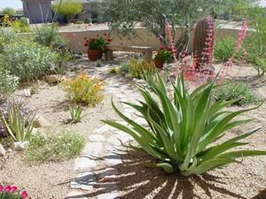 Agave plant desert