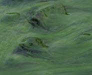 Photo of algal blooms