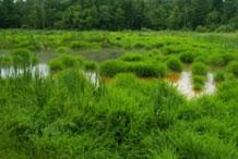 Photograph of the De Sale Restortation Area showing a grassy landscape