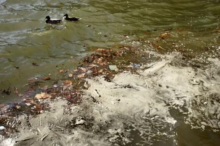 Stream bank with ducks