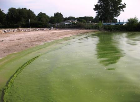 Lake Eerie algal bloom