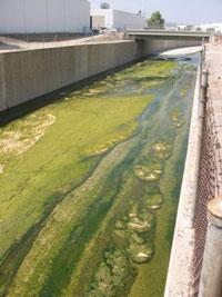 Photo showing thick algae growth in a canal.