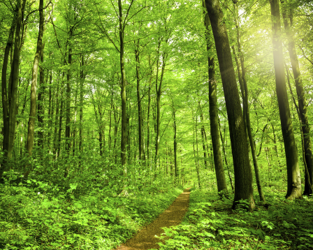 A path cuts through a green forest