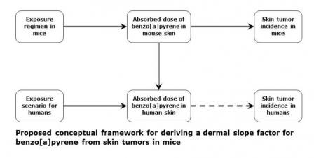 This diagram shows the process for deriving a dermal slope factor from skin tumors in mice.