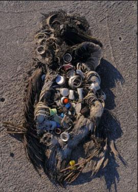 Decayed carcass of a sea bird, primarily feathers and feet, filled with plastic debris