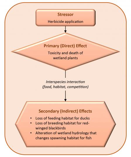 Example of Ecological Adversity:  Primary and Secondary Effects