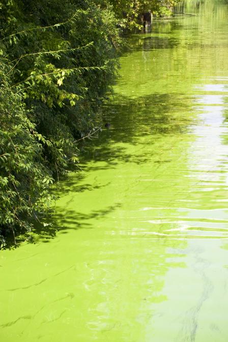 A photo of blue green algal blooms.