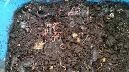 This is a picture looking down into a worm composting bin at the worms and dirt