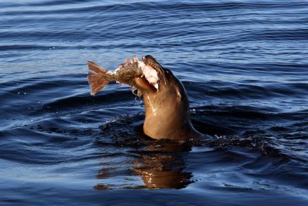 Sea lion eating a fish