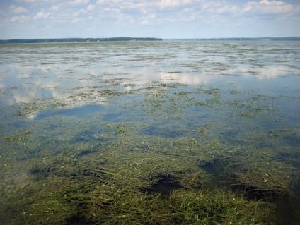 The Susquehanna Flats in the Chesapeake Bay with underwater grasses returning.