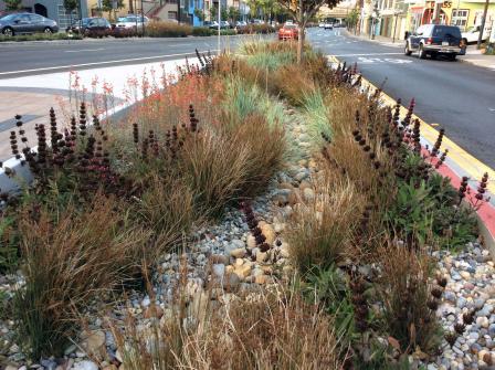 Grasses and other plants planted among stones instead of bare soil in a median strip with traffic on both sides.