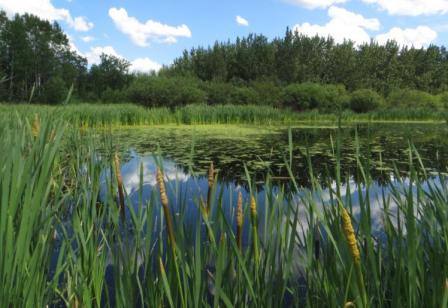 Image depicting wetland with grasses and water