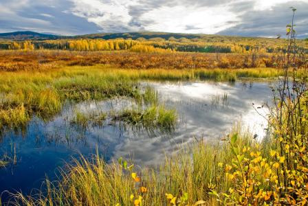 Image depicting wetland with grasses